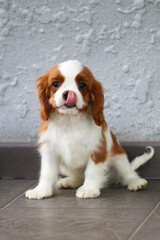 cavalier king charles spaniel