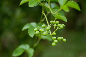 Causonis trifolia, or bush grape, is a fast growing plant