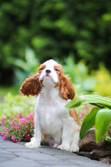 cavalier king charles spaniel