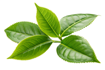 Lush Green Tea Leaves Sprouting New Life in a Tea Garden Emblem of Freshness and Growth Symbolic of Renewal in a Minimalist Composition set against a stark black background with sharp focus