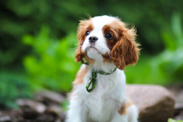 cavalier king charles spaniel
