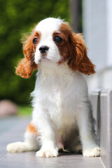 cavalier king charles spaniel