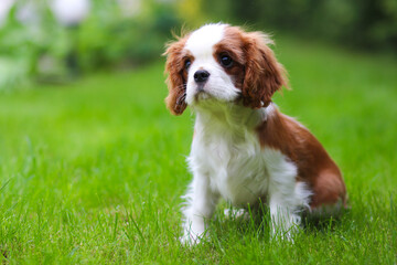 cavalier king charles spaniel