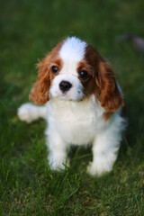 cavalier king charles spaniel