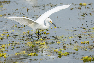 A snowy egret jumping around hunting for food