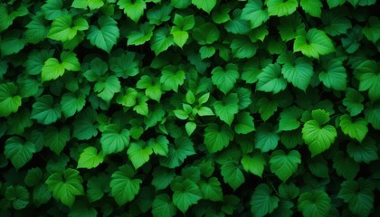 Fototapeta premium Lush green leaves nature close-up outdoor aesthetic