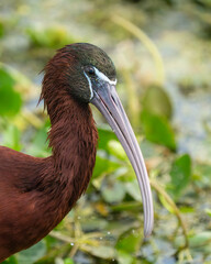 Glossy ibis