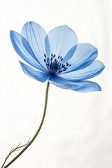 Obraz premium Close-up of a blue flower against a white studio background. (Flower)