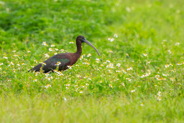 Glossy ibis
