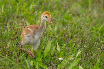A baby sandhill crane known as a colt