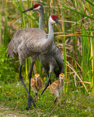 Two sandhill crane parents with two colts