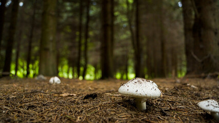 white toadstool in the forest