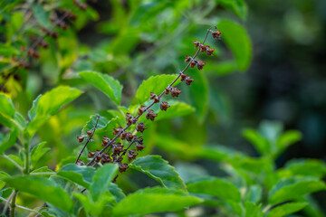 Tulsi Holy Basil, Ocimum sanctum slightly serrated, with aromatic scent