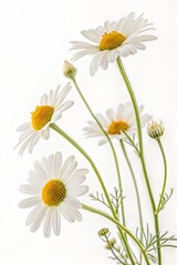 Fototapeta premium Chamomile and Daisy Flowers Isolated on White Background 