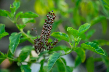 Scientific Name Ocimum sanctum syn, Tulsi, Holy Basil