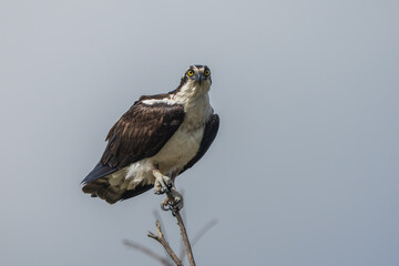 An osprey perched on a tree