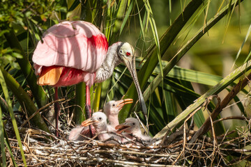 A roseate spoonbill parent with babies in a nest