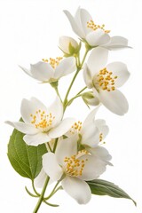 Obraz premium Jasmine flowers isolated on a white background with full depth of field. (Flower)