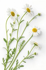 Chamomile flowers with green stems and leaves, isolated on a white background. (Flower)