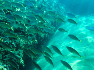 Ocean blue underwater with sunrays, Underwater Sea Deep Water Abstract Sunshine, sea wave , clean waters in summer time, Natural underwater seascape, sand on ocean floor and water surface with sunligh