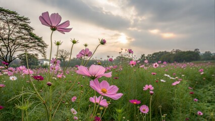 Obraz premium Vibrant Pink Cosmos Flowers Blooming in Garden 