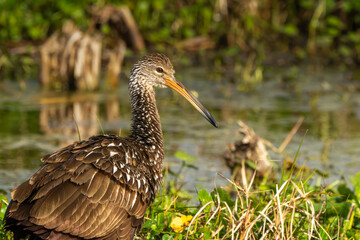 A limpkin feeding in a swamp
