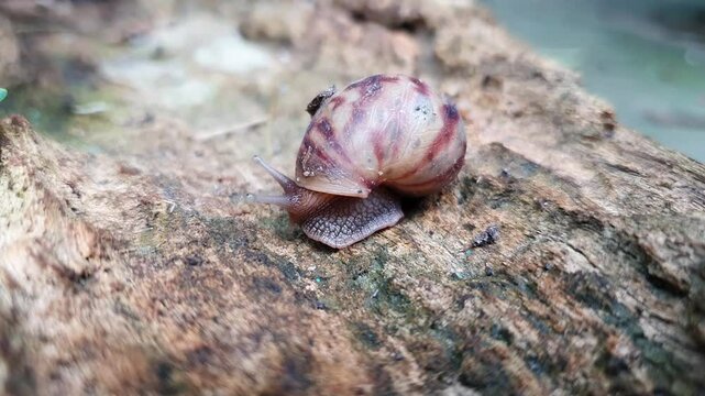 African giant snail is eating rotting insect debris on cement floor. Uses its radula, which is thin toothed plate, to scrape and cut food into mouth. Cornu aspersum are invertebrates and move slowly
