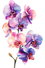 Naklejka premium Orchid flower. Delicate watercolor orchid flowers isolated white background botanical illustration, tropical nature art 