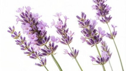 Naklejka premium Lavender flowers isolated on a white background. (Flower)