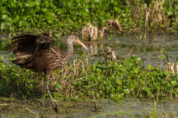 A limpkin feeding in a swamp