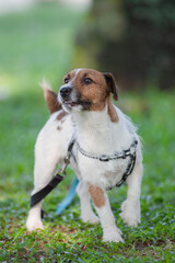 Broken hair jack russell playing the park