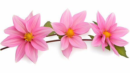 Fototapeta premium Pink dahlia flowers, isolated on white, floral arrangement, website design