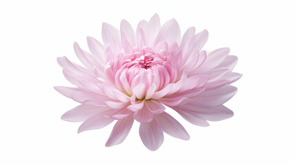Fototapeta premium Pink chrysanthemum flower bloom, isolated on white background, for floral design or greeting cards