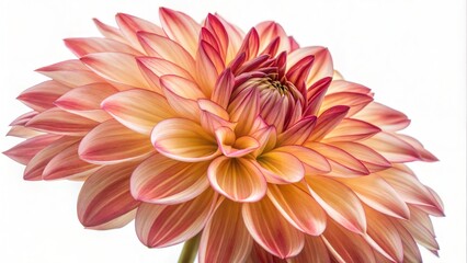 Fototapeta premium Close-up Dahlia Flower Macro on White Background 