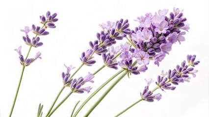 Obraz premium Lavender flowers isolated against a white background. (Flower)