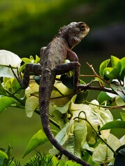 Lizard on a branch