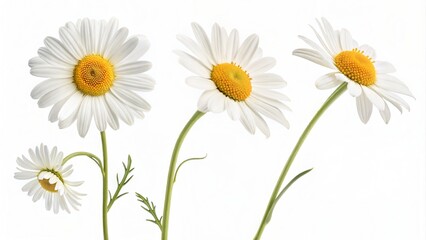 Fototapeta premium Chamomile Flower Heads on White Background 