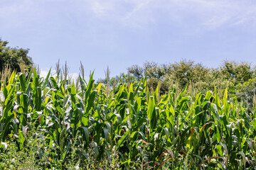 A Fresh Corn Fild Plantation wih  Flower Corn Leaf  at sunny day