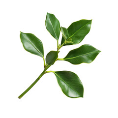 Fototapeta premium Lush Green Leaves Abstract Art Nature Design Botanical Illustration,