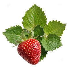 Single Red Strawberry with Green Leaves