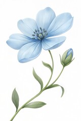 Fototapeta premium Light blue flower isolated on a white background. (Flower)
