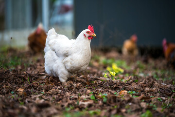 Weißes Huhn im Garten