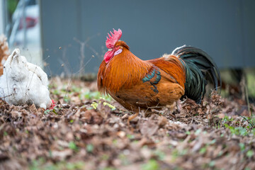 Hahn mit Hühnern im Garten