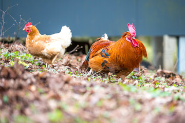 Hahn mit Hühnern im Garten