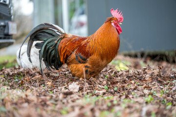 Hahn mit Hühnern im Garten