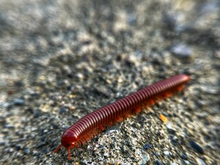 The Thousand Legal Centipede Walking 