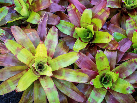 Closeup of terrestrial bromeliads (binomial genus: Neoregelia; unidentified species), with bright and dark leaves, in a subtropical garden in Florida. Top-down view.