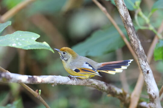 Common Name: Chestnut-tailed Minla,
Sci. Name: Actinodura strigula