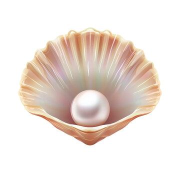 Beautiful open seashell with a pearl, elegant sea Jacobean scallop shell on Png Format and Transparent Background