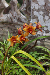 Bright orange orchids growing in Park of Monserrate, Sintra. Beautiful flowers with soft petals against an old stone background, adding a natural feel.